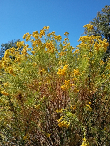 iNaturalist observation photo of asters and allies