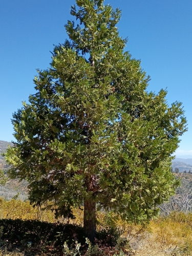 iNaturalist observation photo of incense-cedars