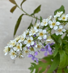 Prunus virginiana virginiana