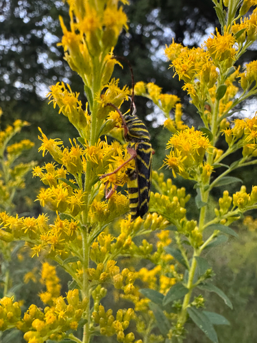 Locust Borer