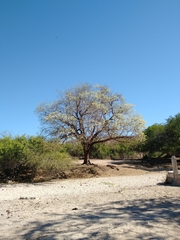 Nahuatlea arborescens