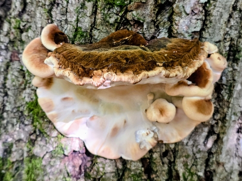 Resinous Polypore