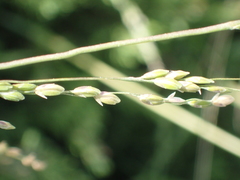 Poaceae