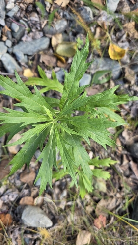 Tilesius Wormwood