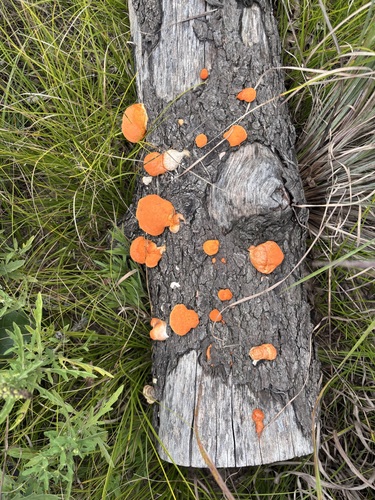 Northern Cinnabar Polypore