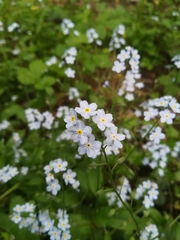 Myosotis