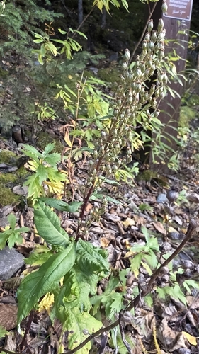 Artemisia tilesii, photograph 5