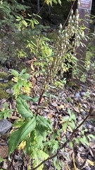 Artemisia tilesii, photograph (c) Alexandria 'Alex' Wenninger, some rights reserved (CC BY)