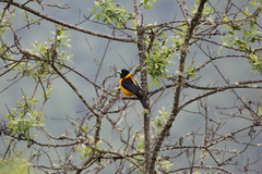 Mycerobas affinis