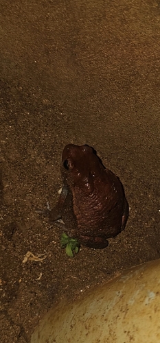 African Red Toad