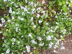Myosotis
