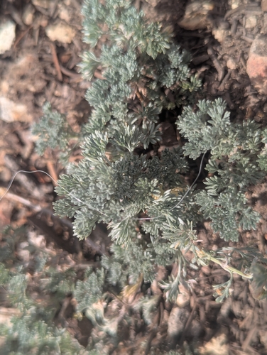 fringed sagebrush