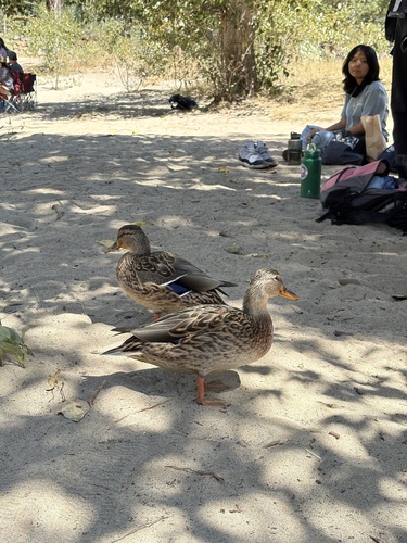 iNaturalist observation photo of Mallard
