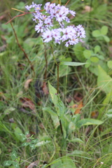Symphyotrichum ciliolatum, photograph (c) Sean Frey, some rights reserved (CC BY)