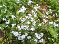Myosotis