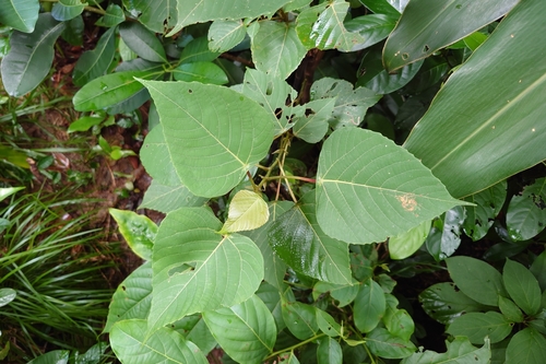 Macaranga sinensis observed 2026-09-12