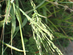 Poaceae