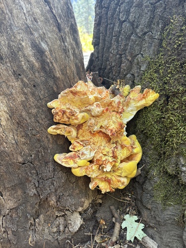iNaturalist observation photo of Laetiporus