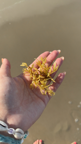 Sargassum fluitans observed 2026-09-13