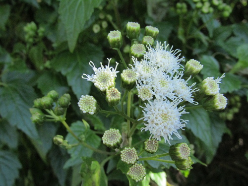 Ageratina glechonophylla