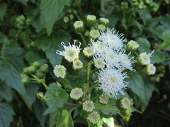 Ageratina glechonophylla