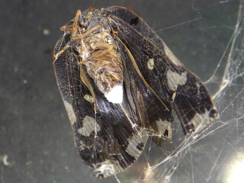 Black planthopper