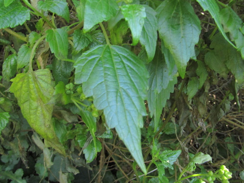 Ageratina glechonophylla, photograph 2