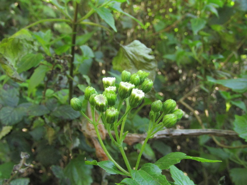Ageratina glechonophylla, photograph 1