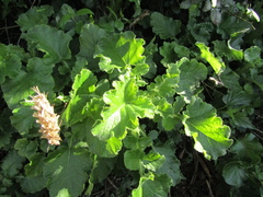 Francoa appendiculata