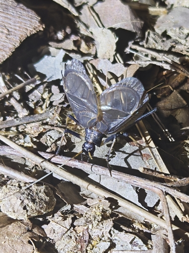 Asian Bell Cricket