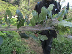Escallonia pulverulenta, photograph (c) Bruno Avilez, some rights reserved (CC BY)