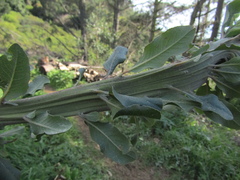 Escallonia pulverulenta, photograph (c) Bruno Avilez, some rights reserved (CC BY)
