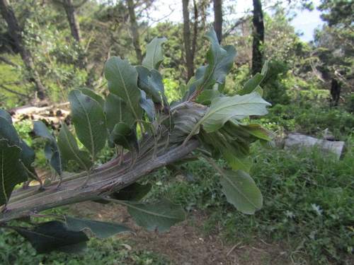 Escallonia pulverulenta, photograph 3