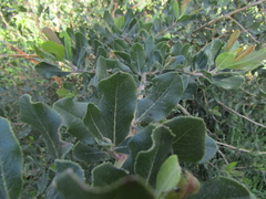 Escallonia pulverulenta