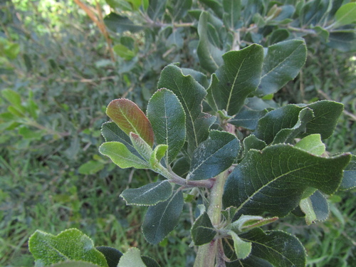 Escallonia pulverulenta, photograph 4