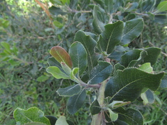 Escallonia pulverulenta, photograph (c) Bruno Avilez, some rights reserved (CC BY)