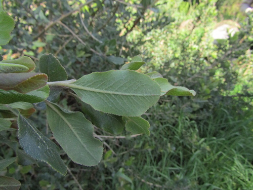 Escallonia pulverulenta, photograph 5