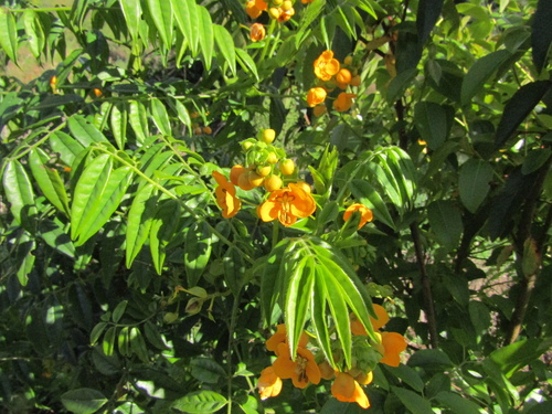 Senna stipulacea, photograph 2