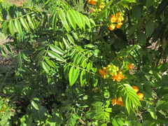 (c) Bruno Avilez, some rights reserved (CC BY) Senna stipulacea, photograph (c) Bruno Avilez, some rights reserved (CC BY)