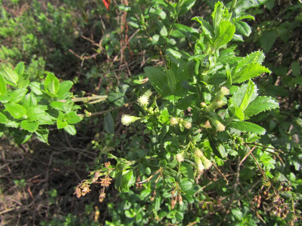 Baccharis racemosa; photograph (c) Bruno Avilez, some rights reserved (CC BY)