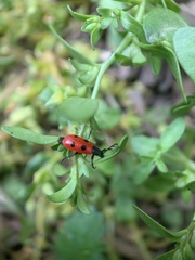 Pelonides quadripunctata