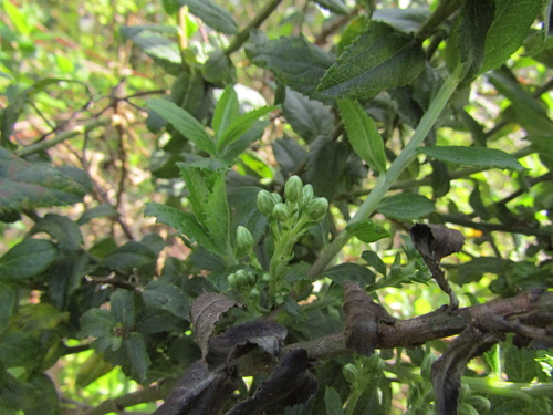 Baccharis racemosa, photograph 1