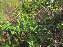 (c) Bruno Avilez, some rights reserved (CC BY) Baccharis racemosa, photograph (c) Bruno Avilez, some rights reserved (CC BY)