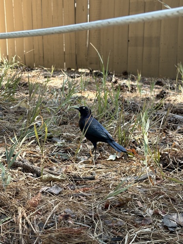 iNaturalist observation photo of Brewer's Blackbird