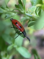 Pelonides quadripunctata