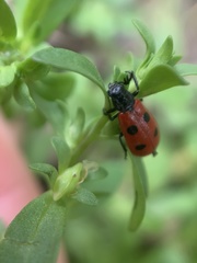 Pelonides quadripunctata