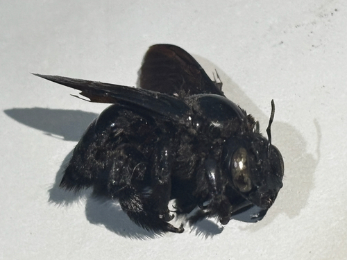 Xylocopa frontalis