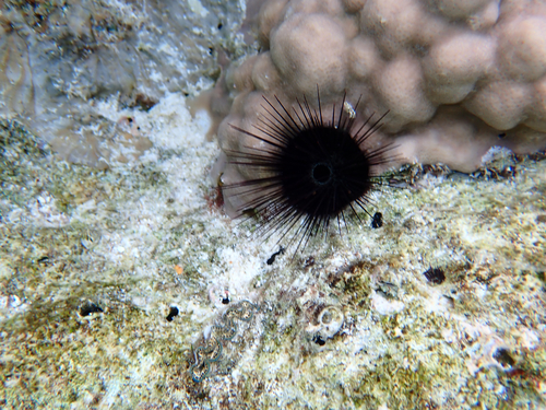 Echinostrephus aciculatus observed 2026-09-13