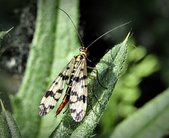 Panorpa vulgaris