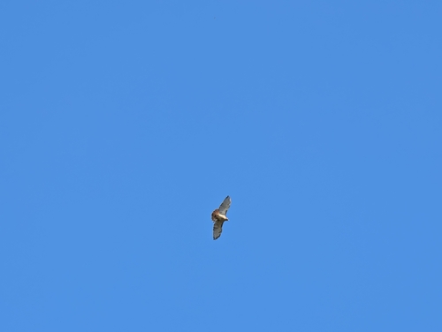 Red-tailed Hawk